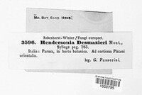 Hendersonia desmazieri image